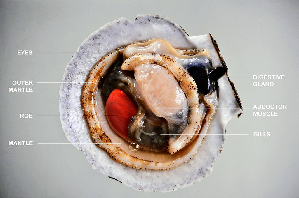 live sea scallop diagram cooking