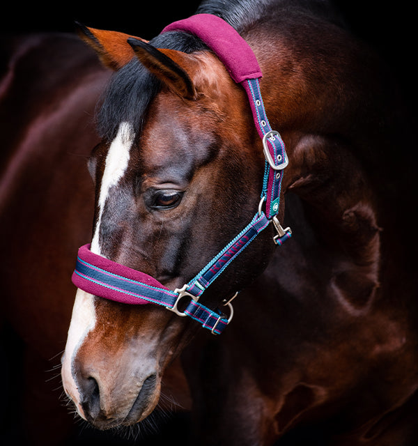 BRITISH LEATHER HALTER