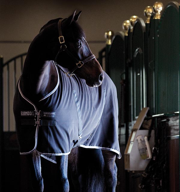 Purchase Rambo® Optimo Stable Blanket (400g Heavy) Online - Horseware