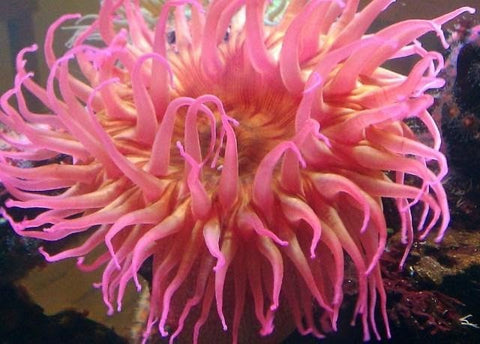 anemone marino