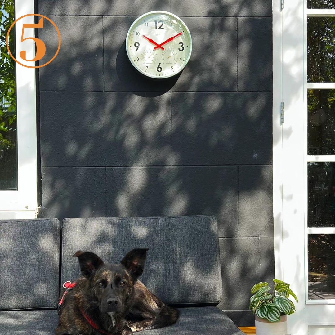 Cloudnola Outdoor Factory Clock on balck wall with dog sitting on chair