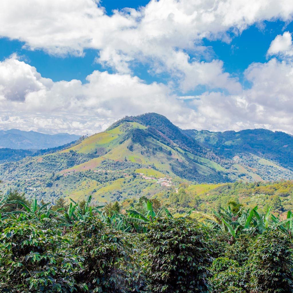 Honduras: Specialty Coffee’s Raw Diamond