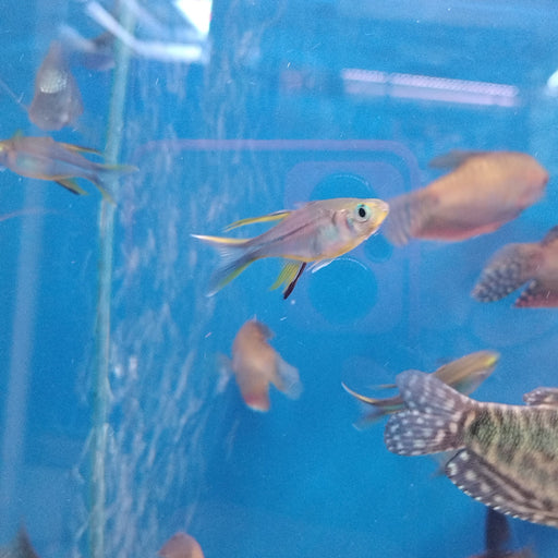 Fish Tank Square – 2 Tropical Fish – Playlearn Ltd