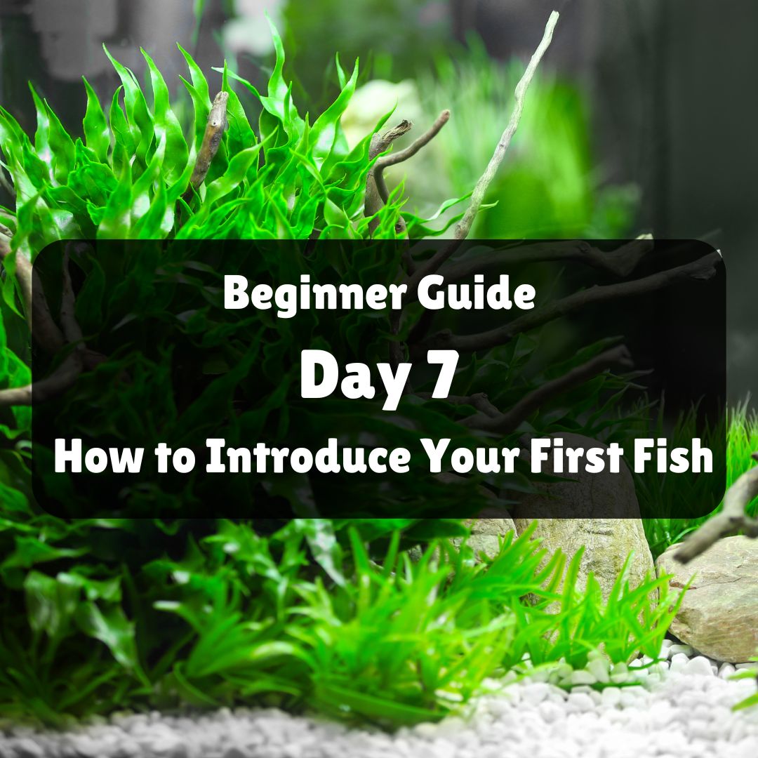 Beginner Guide Cover.jpg__PID:14baa210-1fd0-4d60-b595-1e946aeeb775