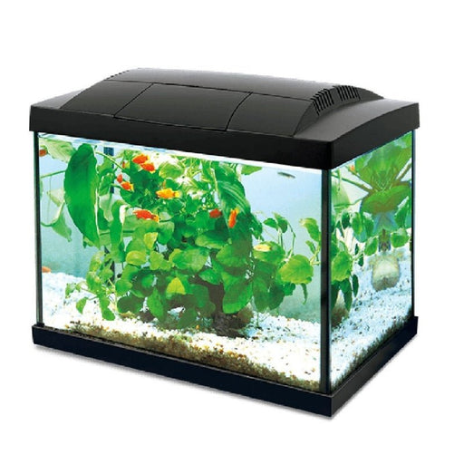 Aquascape Minimalist aquarium, Pet Supplies, Homes & Other Pet Accessories  on Carousell