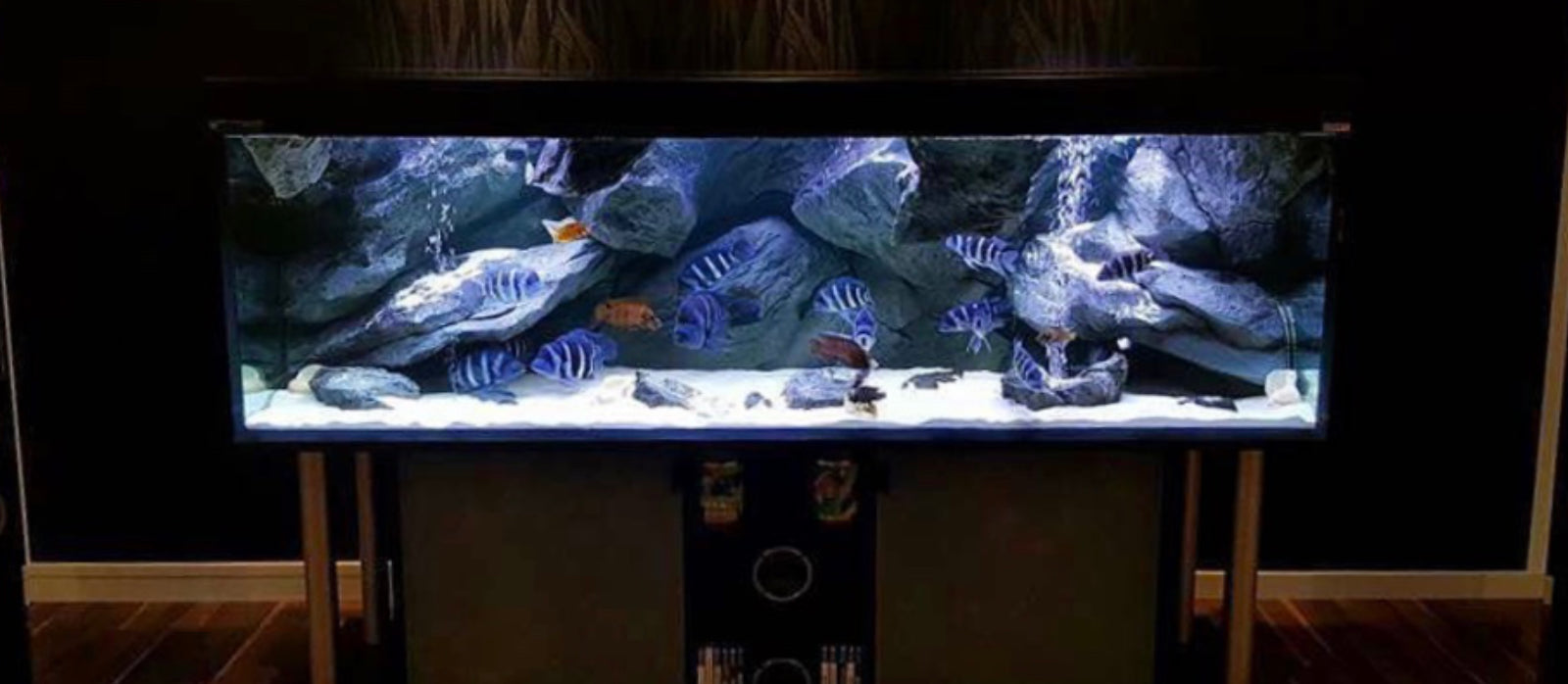 The Most Realistic 3D Aquarium Backgrounds - Aquadecor
