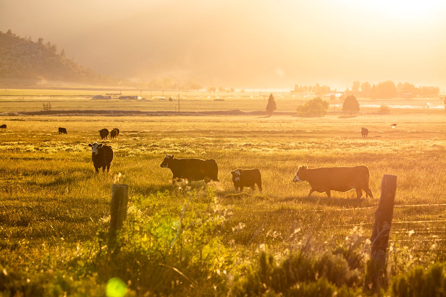 Cows grazing in the farm