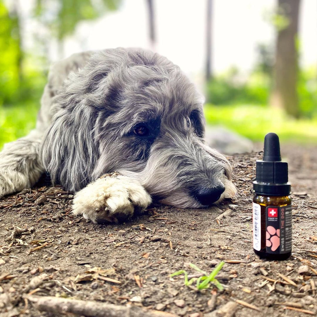 Aceite de CBD para perros