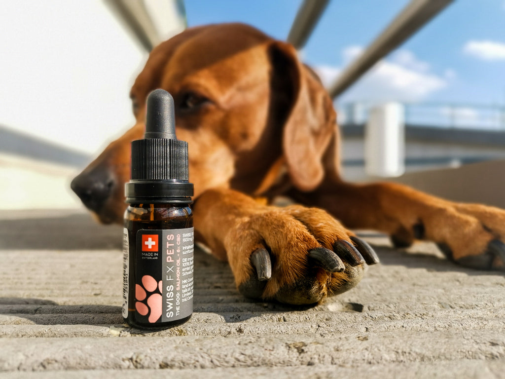 CBD Öl für Hunde