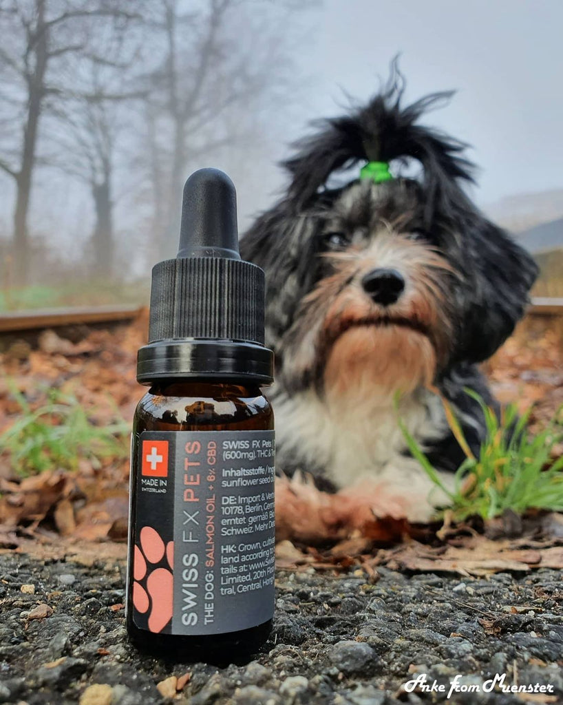 CBD für Hunde