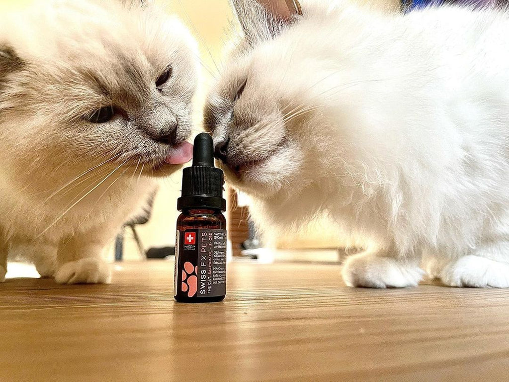 Katzen und CBD Öl Katze