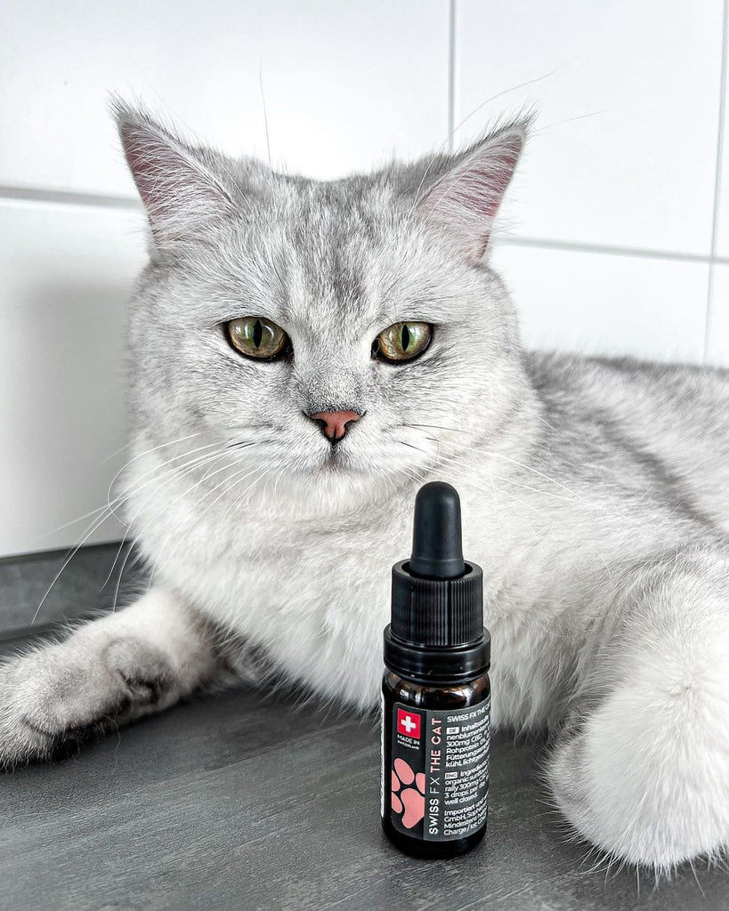 CBD Öl für Katzen