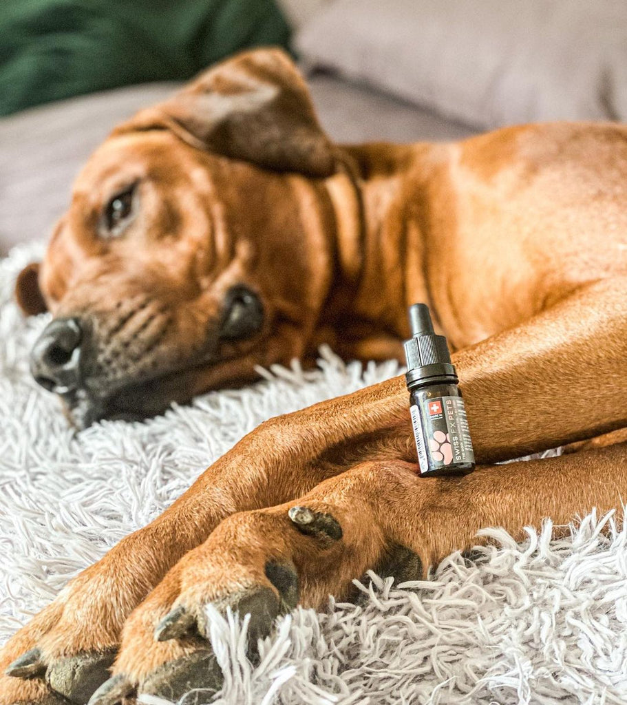 CBD Öl für Hunde