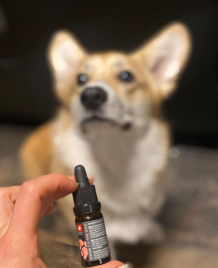 CBD für Hunde