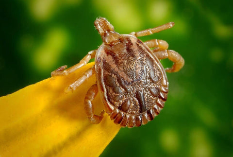 large tick photographed on a piece of foliage, examples of  vector-borne transmission vehicles