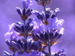 Lavender CO2 'Select' is a favorite for Lavender lovers.