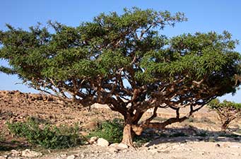 The Boswellia tree, from which Frankincense resin is ethically harvested