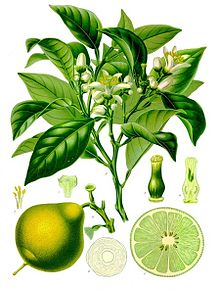 The botany of Bergamot: The tree produces Neroli from the flowers, Petitgrain from the leaves and Bergamot from the peels of the fruit.