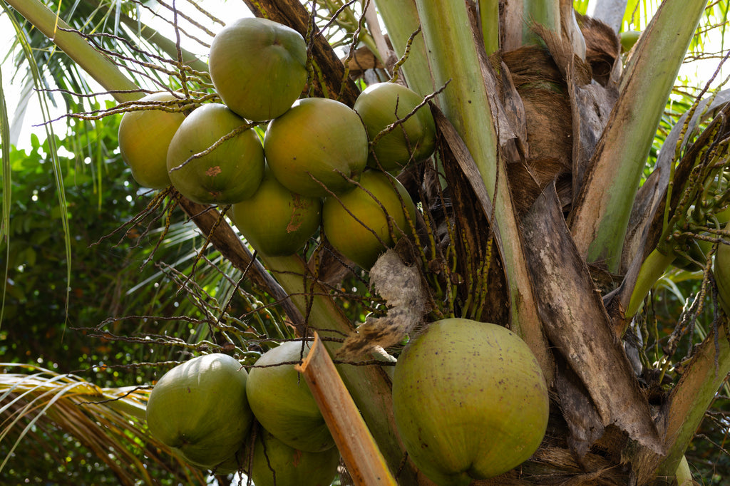 Kokospalme mit Kokosnüssen in Sri Lanka, Herstellung von Cocos Aminos.