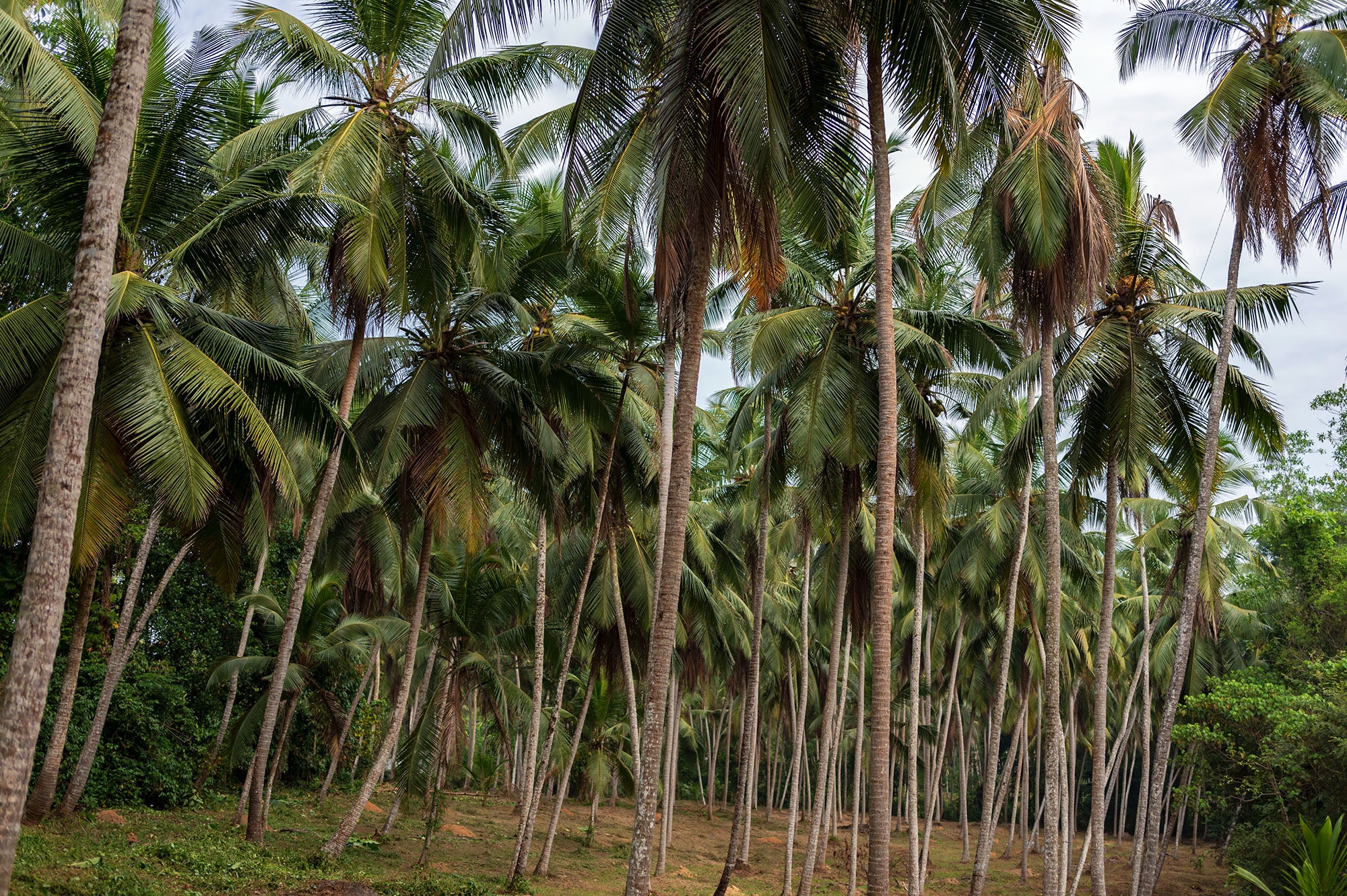 dompe-sri-lanka-kumaio-selecto-visit