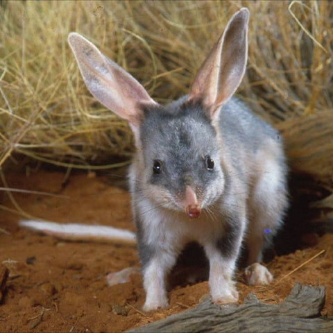 9-amazing-Australian-animals.-Facts-about-Aussie-fauna-birds-and-corroboree-frog. Bilby.