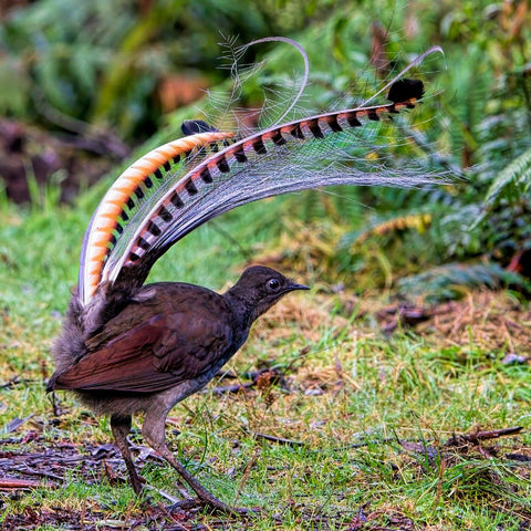 9-amazing-Australian-animals.-Facts-about-Aussie-fauna-birds-and-corroboree-frog.