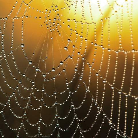 A fabric designed on the strength of a spider web is a vegan, natural fiber with many uses.