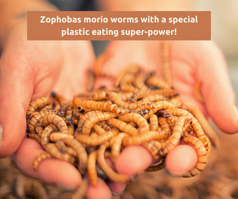 The Twizzle Designs Earth Friendly blog. Meal worms are recycling plastic naturally.