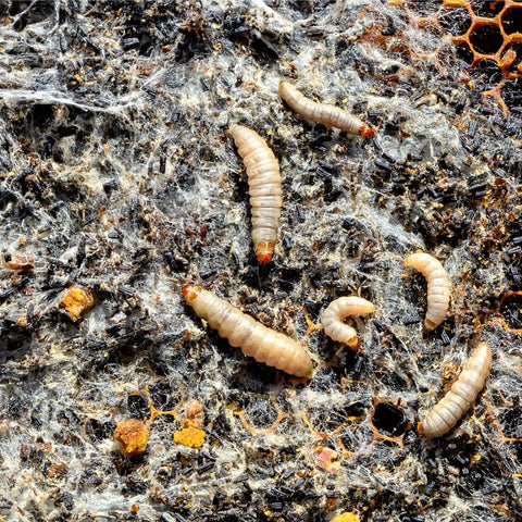 The Twizzle Designs Earth Friendly Blog. Wax Moth worms destroy bee hive wax but recycle polypropylene.