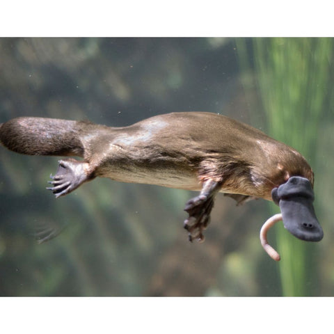 Platypus in the water. Platypus bioluminesce under UV Black light conditions. Our amazing Aussie wildlife.