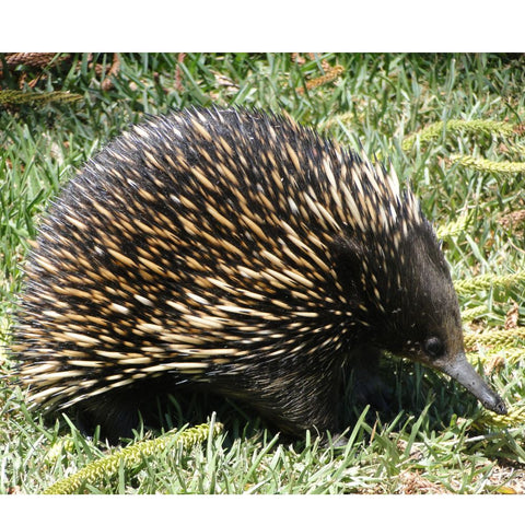 Echidnas quills glow bright white in the dark - from bioluminescence. Twizzle Designs Earth Friendly Blog.