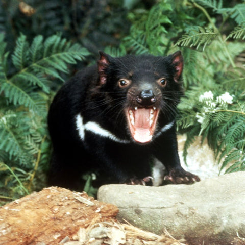 Tasmanian devils are fiesty and glow with luminescence under UV lights. Twizzle Designs Earth Friendly Blog