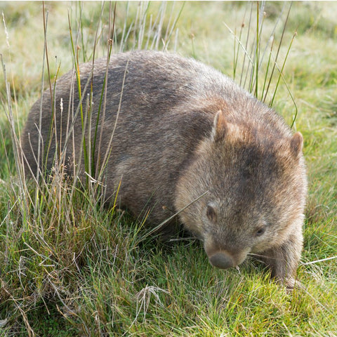 Wombats glow in the dark with luminescence. Twizzle Designs Earth Friendly Blog.