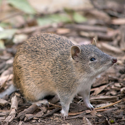 Bandicoots glow in the dark from bioluminescence. Twizzle Designs Earth Friendly Blog.