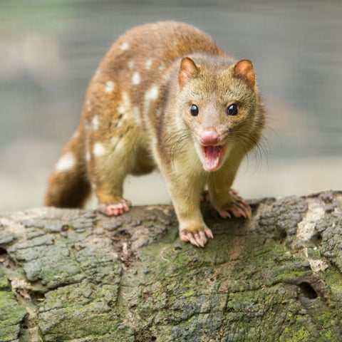 Quolls glow in the dark from bioluminescence. Twizzle Designs Earth Friendly Blog.