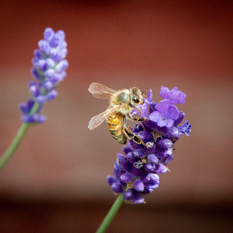 The-Twizzle-Designs-Earth-Friendly-Blog-Italian-Ligurian-Honey-bees-sanctuary-on-Kangaroo-Island