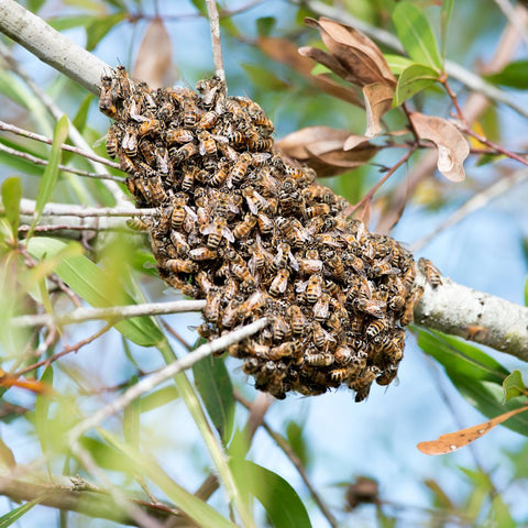 The-Twizzle-Designs-Earth-Friendly-Blog-Feral-Honey-Bees-and-swarming