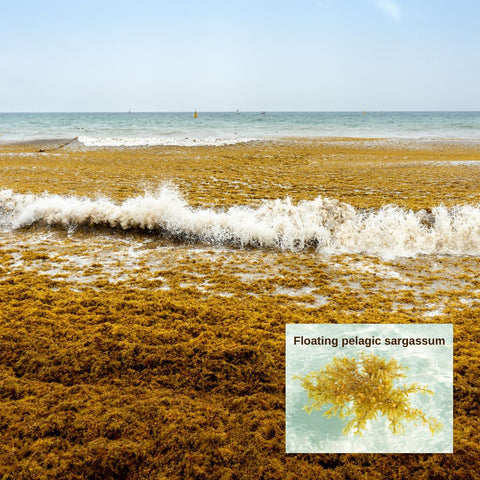 Using pelagic sargassum for bio plastics helps the environment. Kelpy seaweed bio plastic helps sustainability in the ocean.