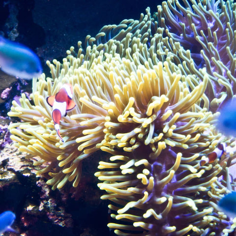 What does coral smell like. The smell of healthy and unhealthy coral reef. Australian Great Barrier Reef coral.