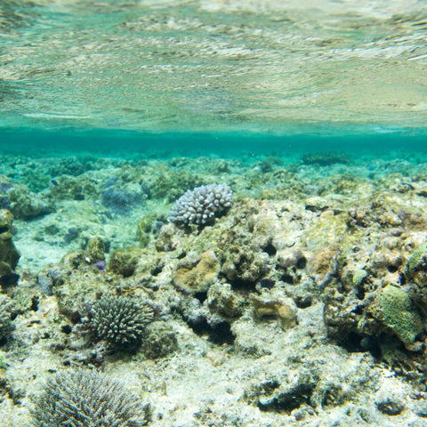 This is a photo of a dying reef. Does global warming affect our coral reefs. What does healthy coral smell like.