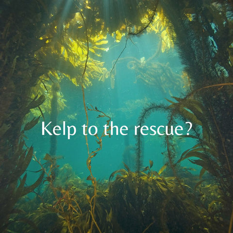 Kelp bio plastic alternative to help save oceans. Looking to a plastic free future. Zero waste for the future.