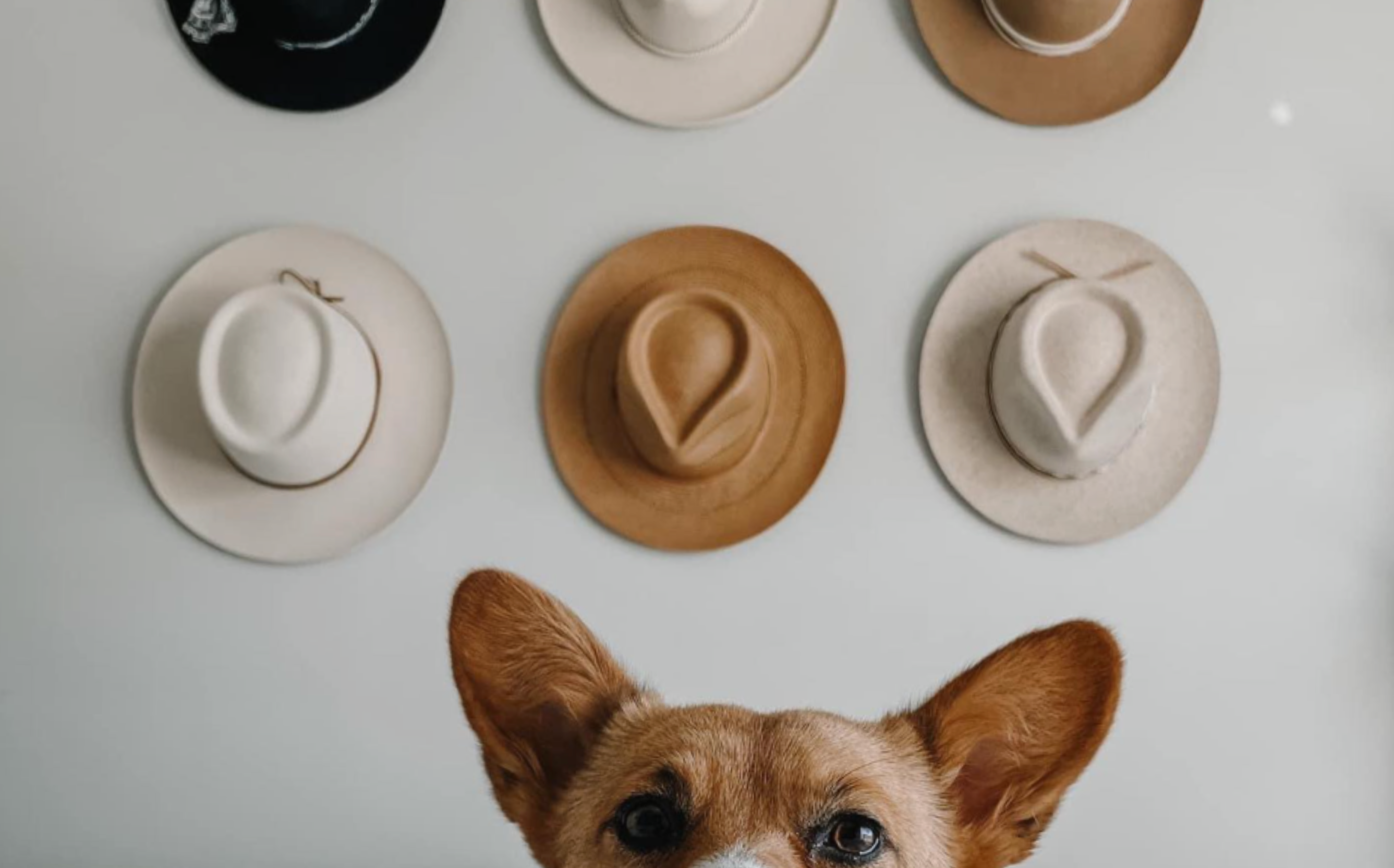 A corgi sits in front of a hat wall display