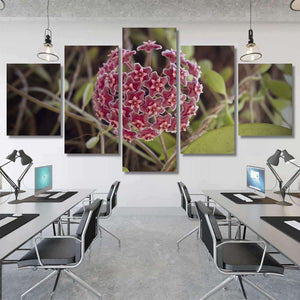 Wax Plant Hoya Pubicalyx - Canvas Art Wall Decor