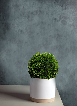 Preserved Moss Balls – Serene Spaces Living