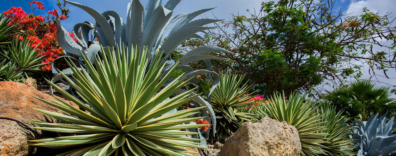 agave costa rica