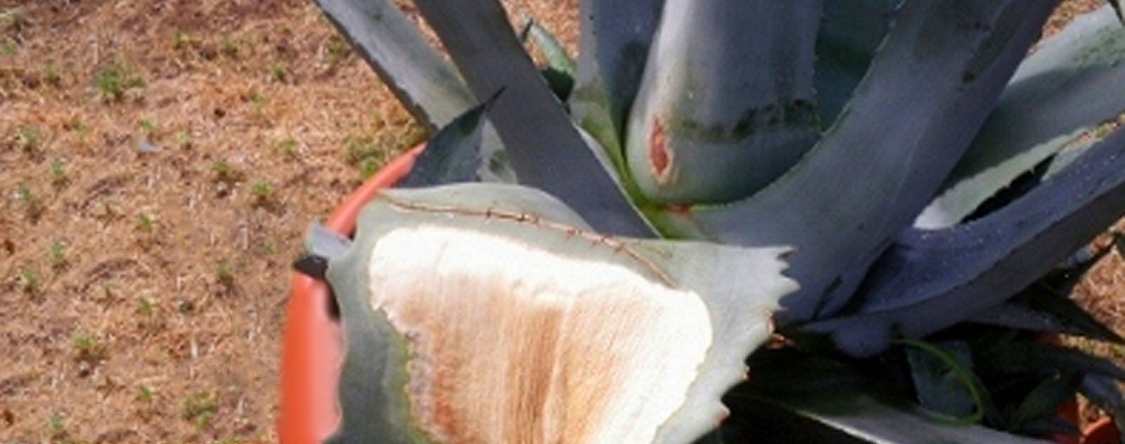 agave maladie