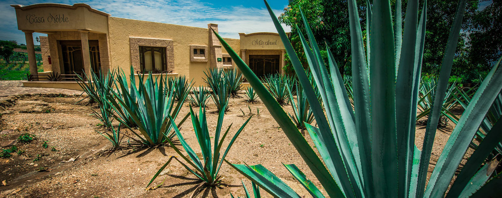 agave mexique