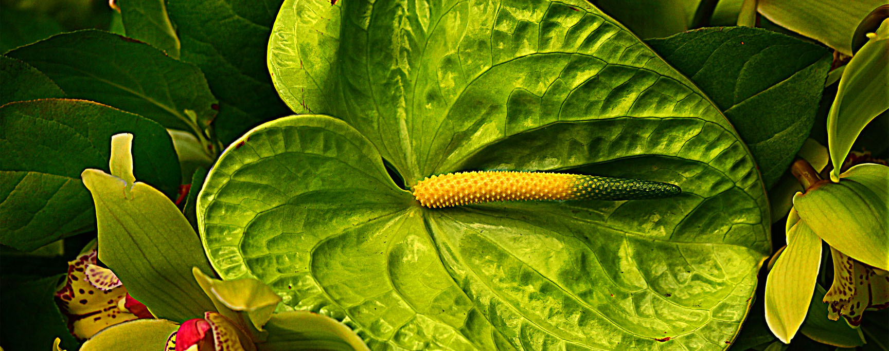 anthurium maladies feuilles jaunes