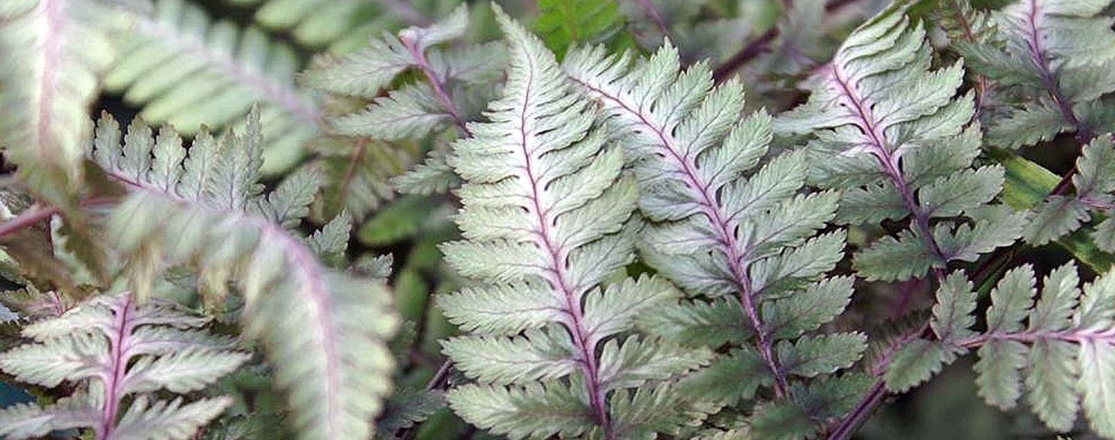 athyrium nipponicum pictum