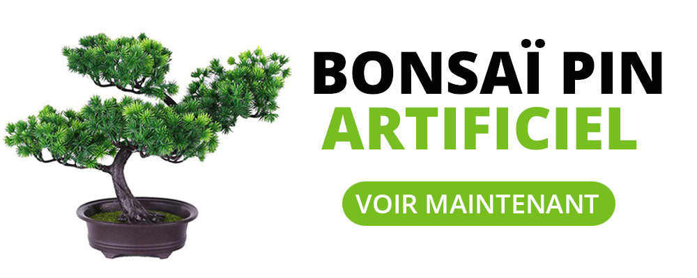 Bonsaïs - Livraison de bonsaïs à domicile